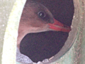 Scaly-sided Merganser